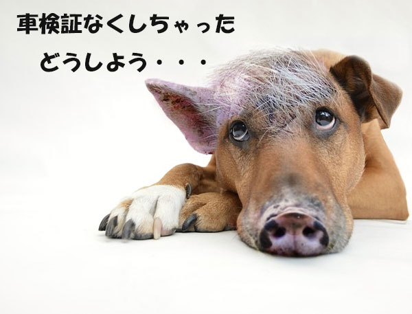 困ったイノシシ